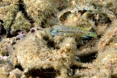 Telmatochromis sp. aff. temporalis