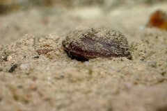 Bivalve indéterminé