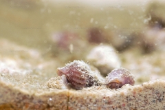 Lavigeria sp.