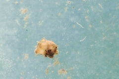 Neothauma tanganyicense (juvenile)