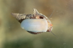 Paramelania iridescens