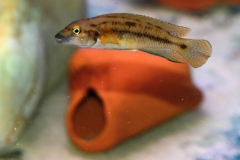 N. leleupi/C. bifrenatus
