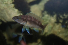 Neolamprologus leleupi/Neolamprologus buescheri ?