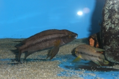 Chalinochromis bifrenatus/Neolamprologus pectoralis ?