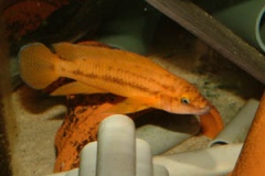 Chalinochromis bifrenatus/Neolamprologus leleupi