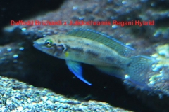 Neolamprologus pulcher "daffodil"/Julidochromis regani