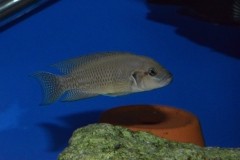 Neolamprologus splendens "Kiku"/Telmatochromis sp. "shell"
