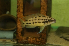 Chalinochromis sp. ndbhoi/Julidochromis regani