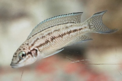 Chalinochromis sp./Neolamprologus brichardi