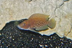 Altolamprologus calvus/Neoalmprologus buescheri