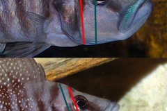 Comparaison A. calvus et A. croisés calvus/compressiceps