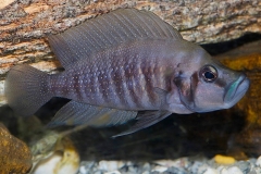 Altolamprologus compressiceps/A. calvus