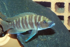 Altolamprologus calvus/Neolamprologus cylindricus
