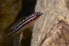 Chalichromis brichardi/Julidochromis ornatus