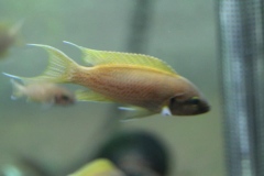 Neolamprologus brichardi/N. pulcher "daffodil"