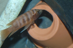 Neolamprologus leleupi/N. cylindricus