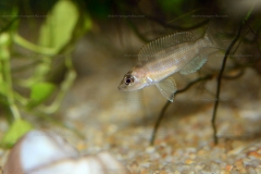 Neolamprologus leloupi/Neolamprologus aff. hecqui