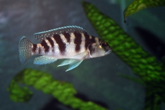 Lepidiolamprologus elongatus/Neolamprologus tretocephalus