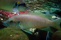 Neolamprologus brichardi/N. longicaudatus