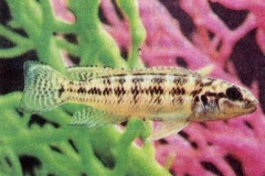 Neolamprologus brichardi/Julidochromis regani