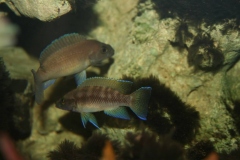 Neolamprologus nigriventris/N. buescheri