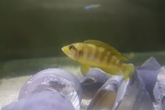 Neolamprologus sexfasciatus/Lamprologus ocellatus