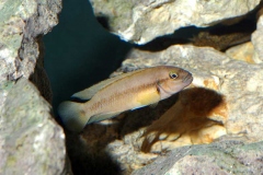 Telmatochromis vittatus/Neolamprologus leleupi