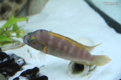 Telmatochromis temporalis/Neolamprologus pulcher "daffodil"