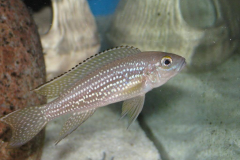 Neolamprologus tetracanthus/N. falcicula ou gracilis