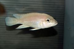 Neolamprologus toae/Neolamprologus tetracanthus (naturel)
