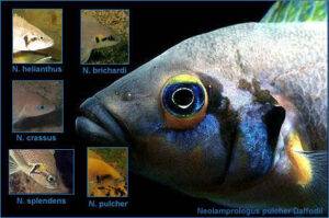 Neolamprologus complexe savoryi Neolamprologus complexe savoryi