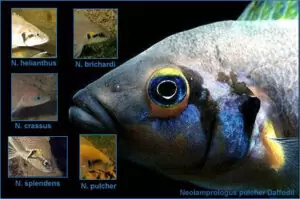 Neolamprologus complexe savoryi Neolamprologus complexe savoryi