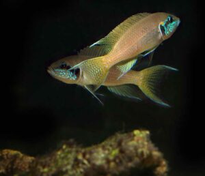Neolamprologus brichardi (Kashkezi) Neolamprologus brichardi (Kashkezi)