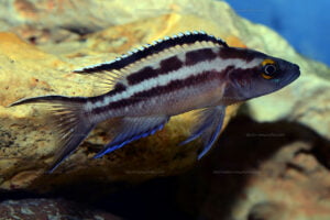 neolamprologus buescheri kach b.2