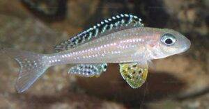 Xenotilapia papilio 2 Xenotilapia papilio (Tembwe II).