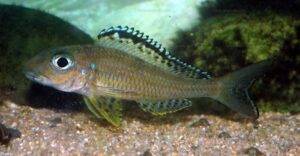 Xenotilapia papilio 10 xeno papilio.9