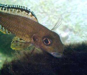 Xenotilapia papilio 3 xeno papilio.b