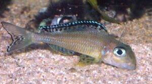 Xenotilapia papilio 8 xeno papilio7