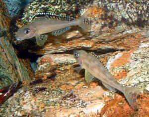 Xenotilapia papilio 9 xenotil papilio8