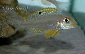Xenotilapia papilio 14 xenotil sunflower Kerenge