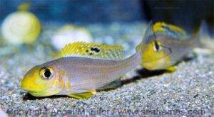 Xenotilapia papilio 13 Xenotilapia sp. sunflower -ponte.
