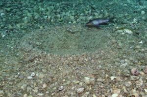 Aulonocranus dewindti aulonocranus dewindti bi a