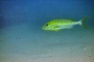 Boulengerochromis microlepis boulengerochromis lyam.1