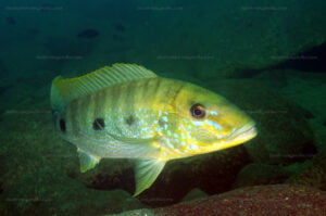 Boulengerochromis microlepis Boulengerochromis microlepis