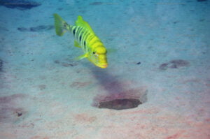 Boulengerochromis microlepis (strat&eacute;gie reproductrice pondeur sur substrat d&eacute;couvert)