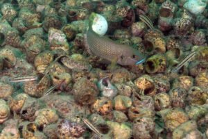 Neolamprologus callipterus callipterus vittatus ulw bi a