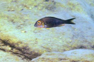 Callochromis macrops callochromis macrops kek a.1