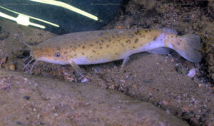 Malapterurus tanganyikaensis Malapterurus tanganyikaensis