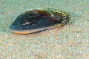 Moule du lac Tanganyika mutela spekei a