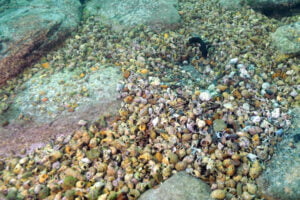 Neolamprologus modestus neolamp modestus mamalesa a